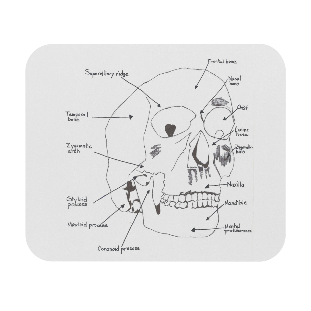 Anatomical Skull Mouse Pad, Science Gift for Students, Office Desk Accessory, Unique Home Decor, Educational Art