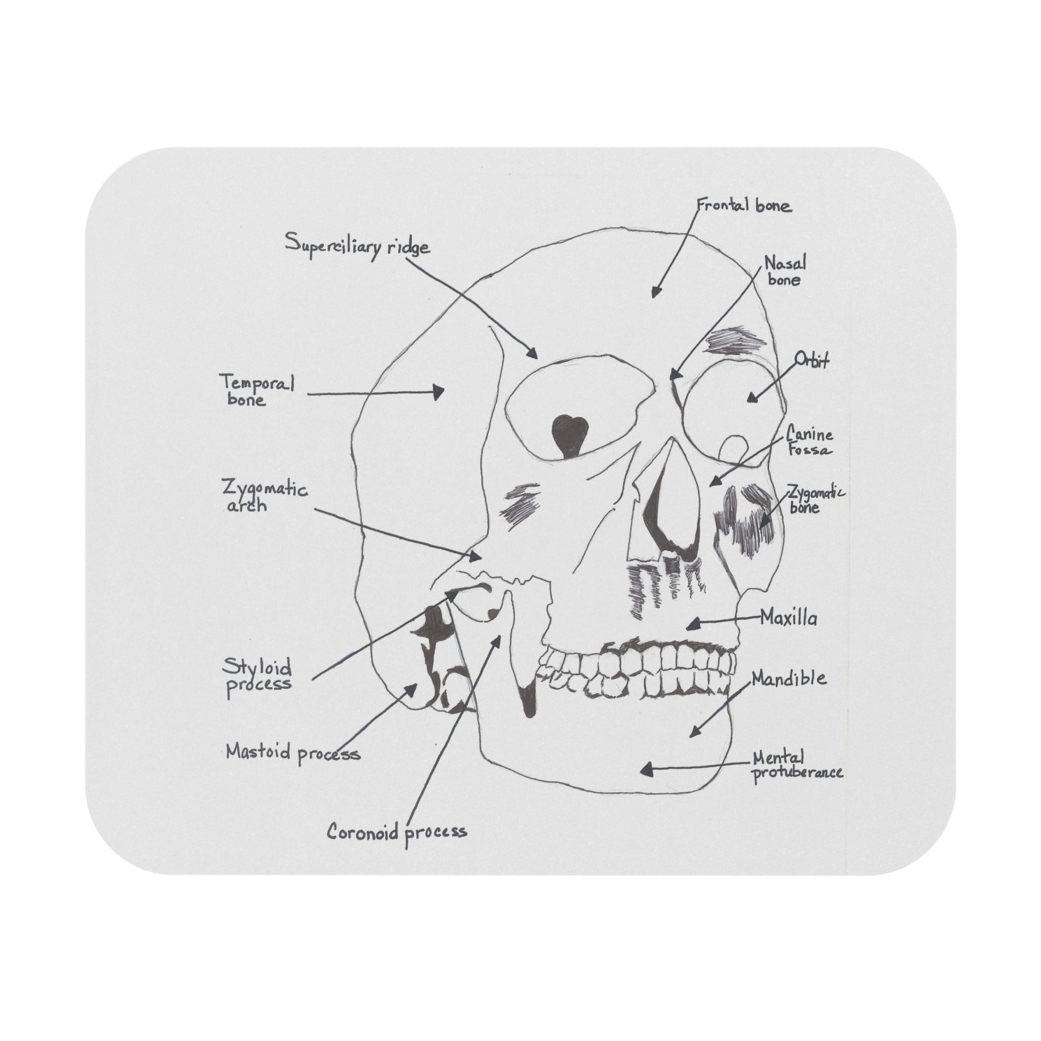 Anatomical Skull Mouse Pad, Science Gift for Students, Office Desk Accessory, Unique Home Decor, Educational Art